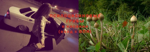 каннабис Богданович